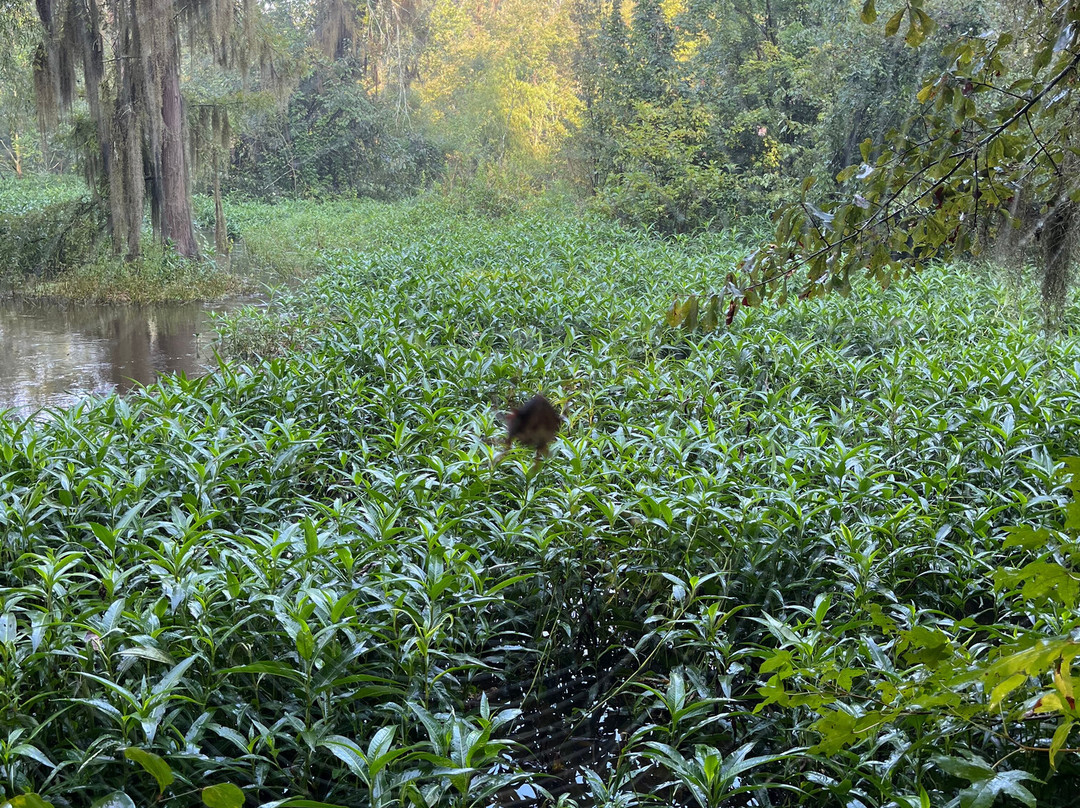 Phinizy Swamp Nature Park-奥古斯塔必去景点