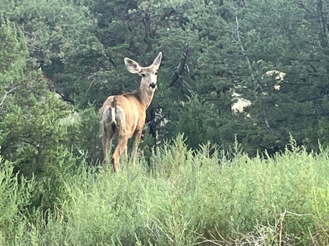 Black Bear RV Park & Resort主图