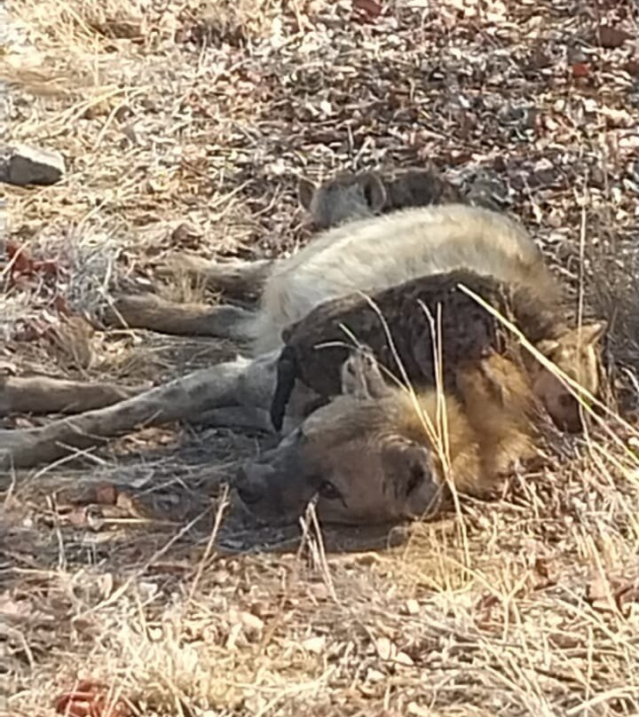 Kedibone Safaris-伐拉博瓦必去景点