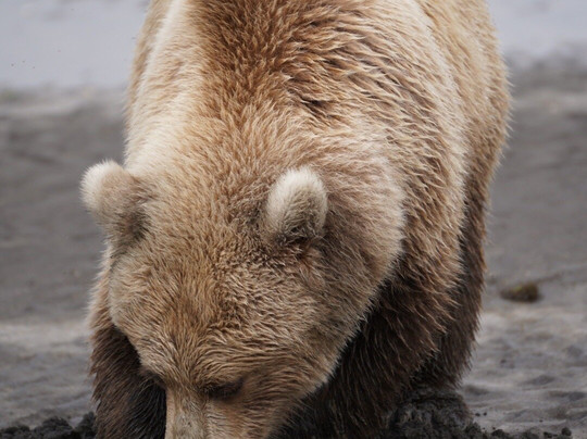 Scenic Bear Viewing-荷马必去景点