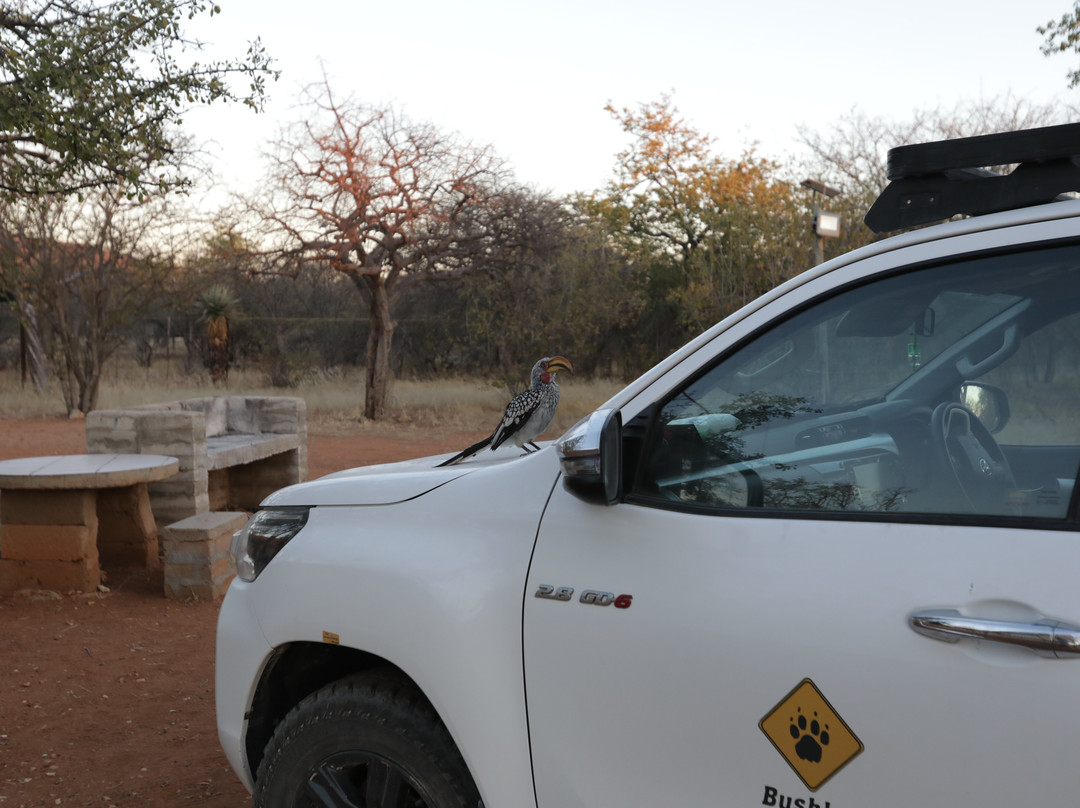 Otjitotongwe Cheetah Park-Kamanjab必去景点