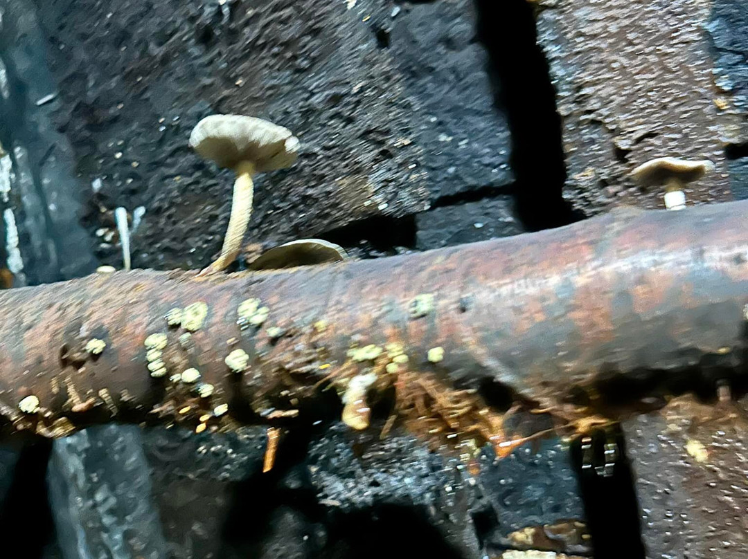 Pioneer Tunnel Coal Mine & Steam Train景点图片