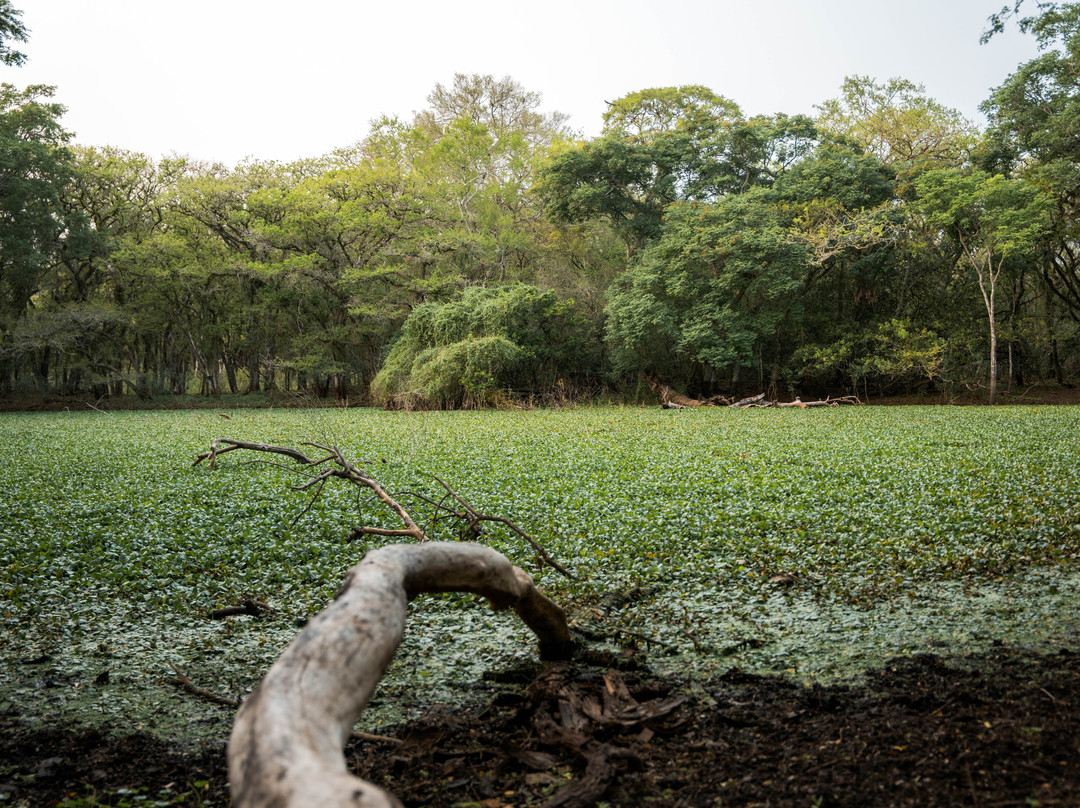 Kaa-Iya National Park-圣克鲁斯省必去景点