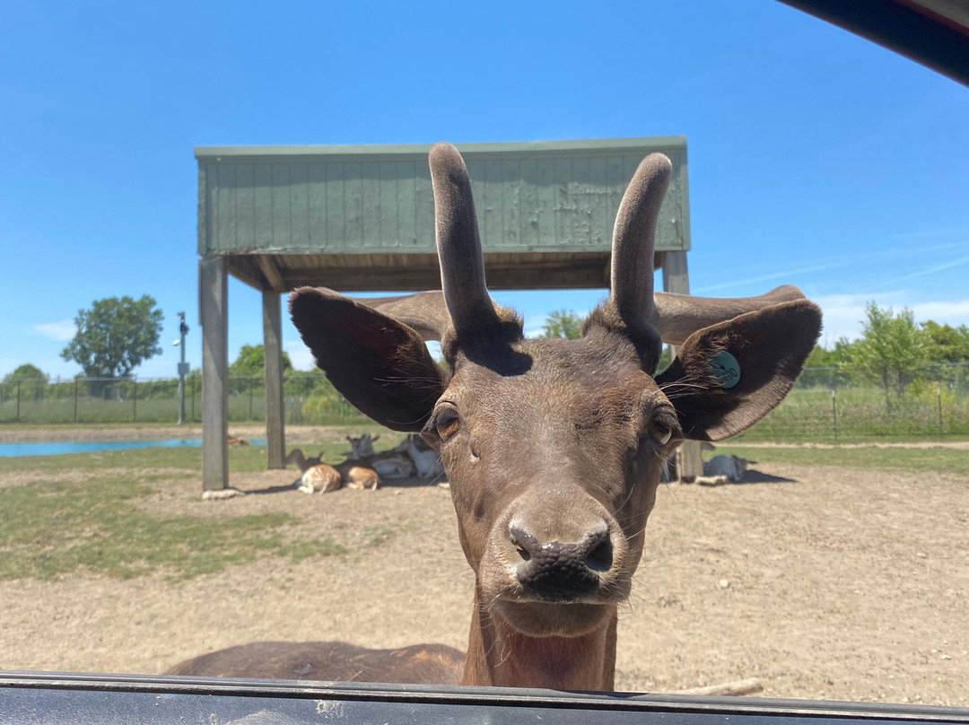 African Safari Wildlife Park-克林顿港必去景点