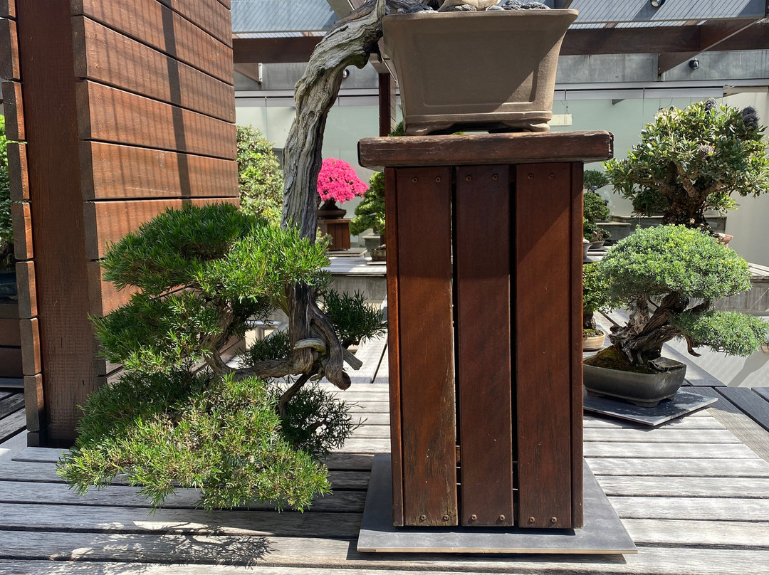 National Bonsai & Penjing Collection-Molonglo Valley必去景点