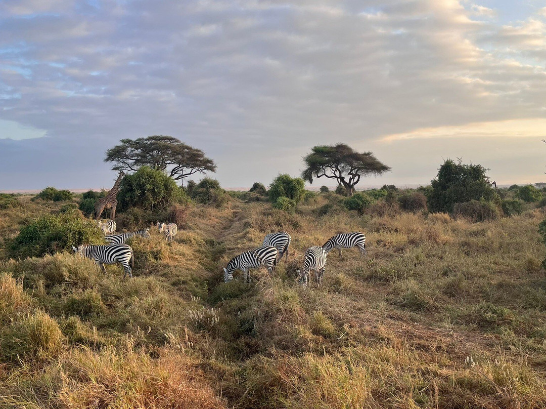 Muka Tours and Safaris-马林地必去景点