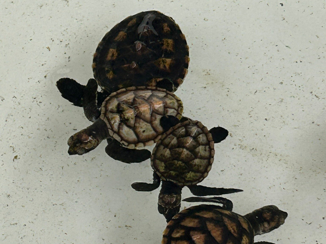 Gili Meno Turtle Sanctuary-Gili Meno必去景点