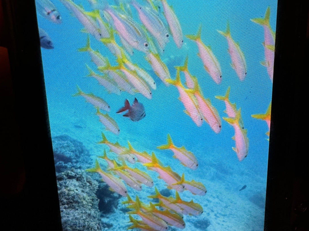 PADI - Blue Wave Diving Zanzibar-米查维必去景点