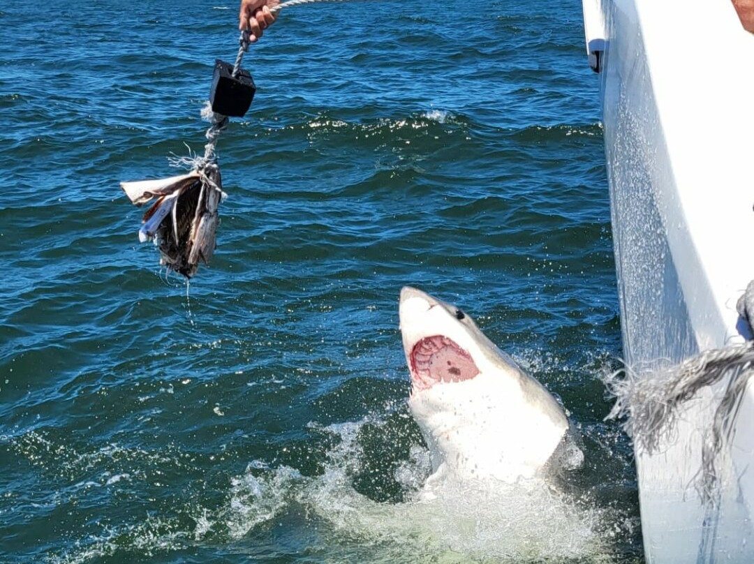 Explore the Cape Tours & Safaris-开普敦中心区必去景点