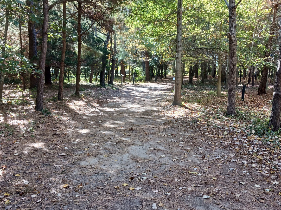 Cape May Point State Park景点图片