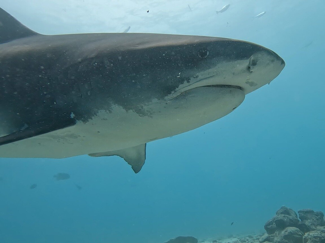 Scuba Shark Fuvahmulah景点图片