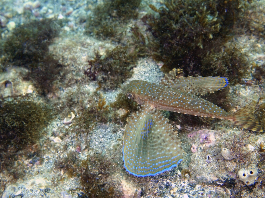 Tatauga Dive-维涅杜必去景点