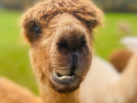 Chapel Ground Alpacas-Cleeve必去景点