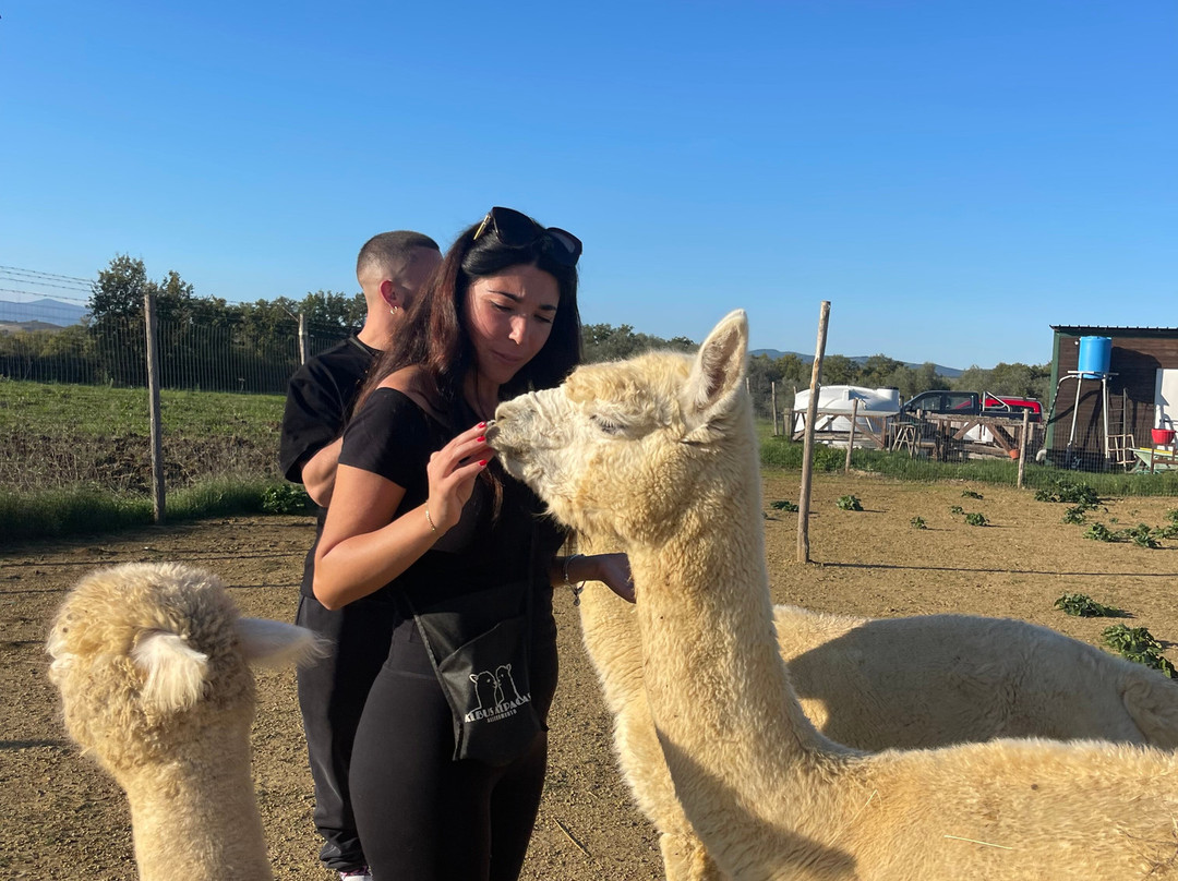 Albus Alpacas景点图片