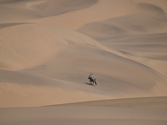 Wilderness Serra Cafema主图