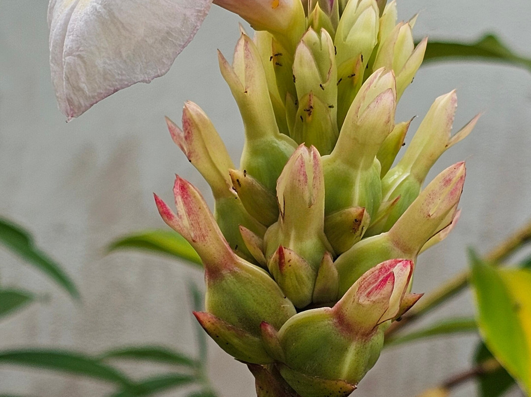Sabah Agricultural Park