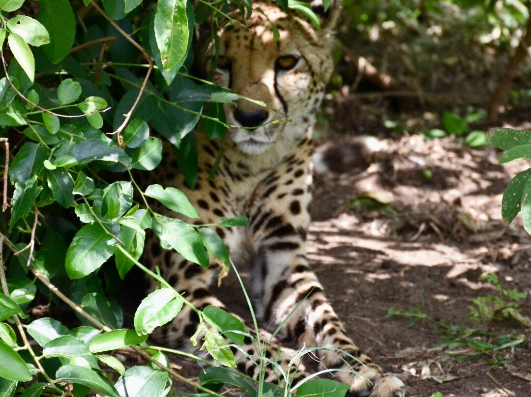 Zululand Cat Conservation Project-Hluhluwe Game Reserve必去景点