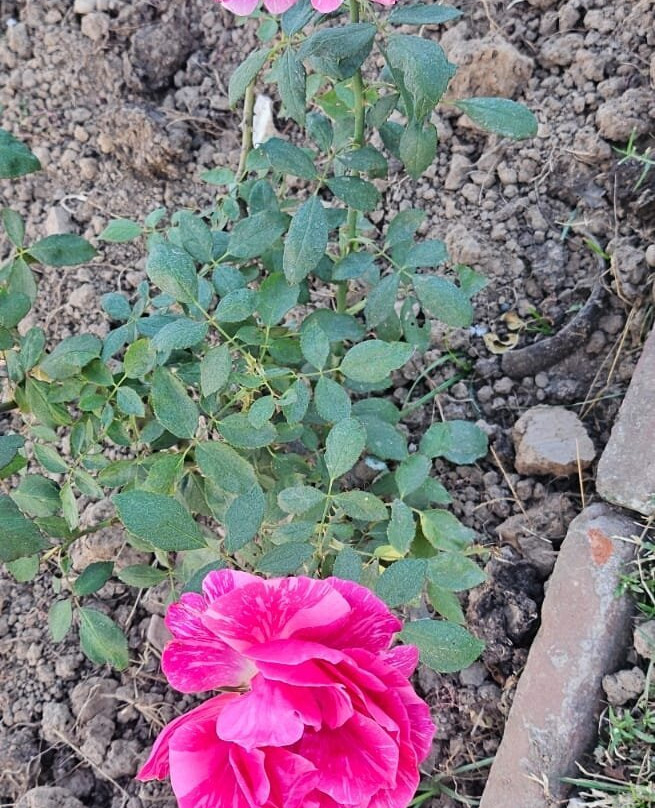 Chandigarh Rose Garden-昌迪加必去景点