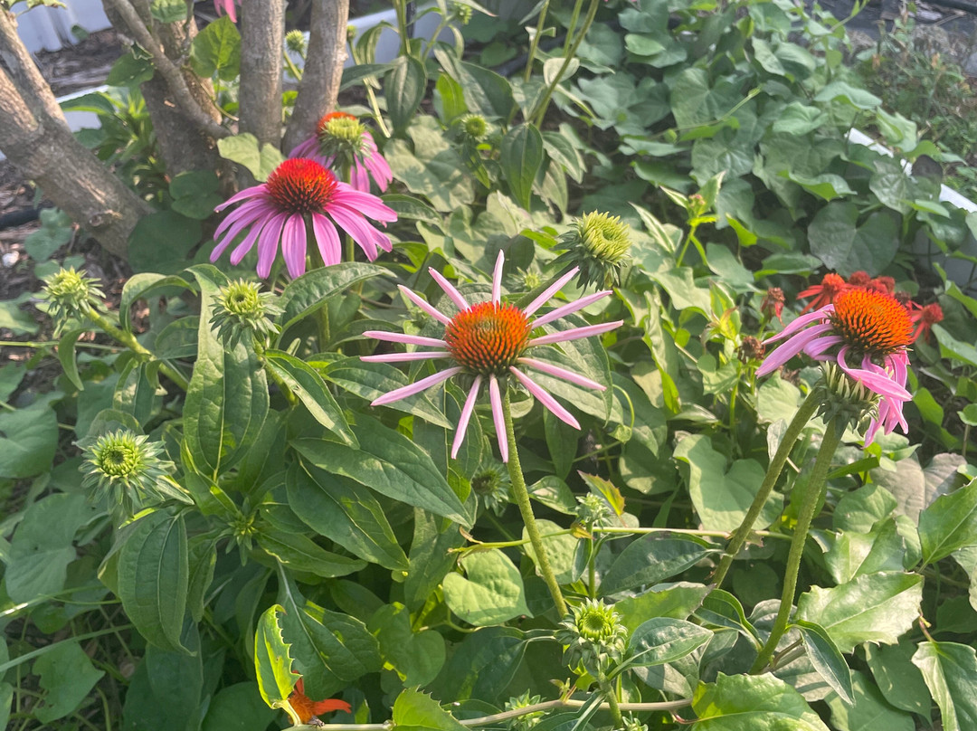Leonardi's Nursery Landscaping景点图片
