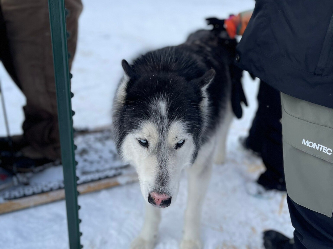 Yellowstone Dog Sled Adventures-西黄石镇必去景点