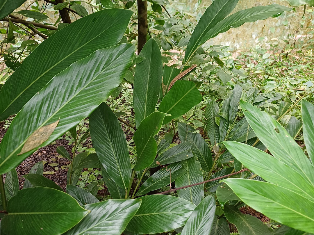 Royal Butterflies景点图片