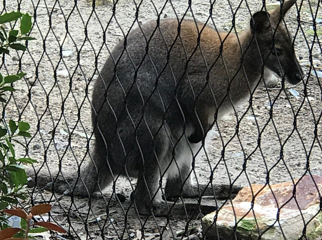 Salisbury Zoo-索尔兹伯里必去景点
