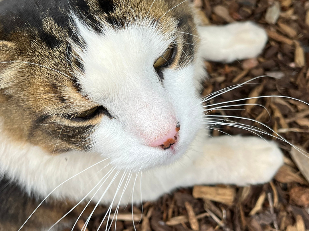 格伦科鲁尔勒尔里特酒店主图