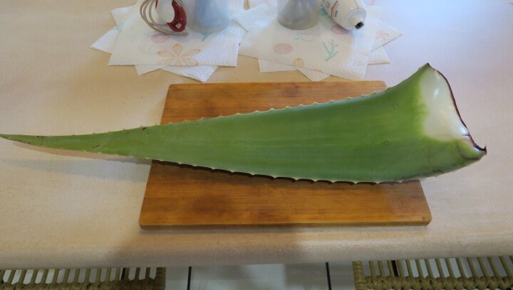 Finca Canarias Aloe Vera景点图片