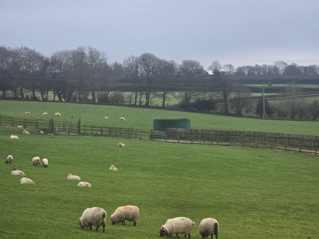 Irish Working Sheepdogs-基尔代尔郡必去景点
