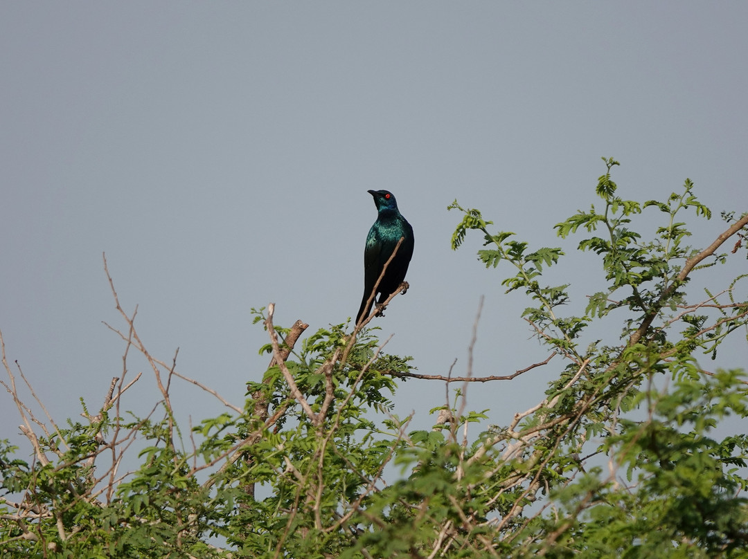 Gambia Birding Tours景点图片