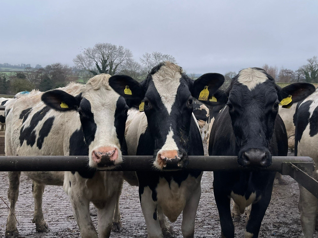 Mackworth House Farm B&B主图