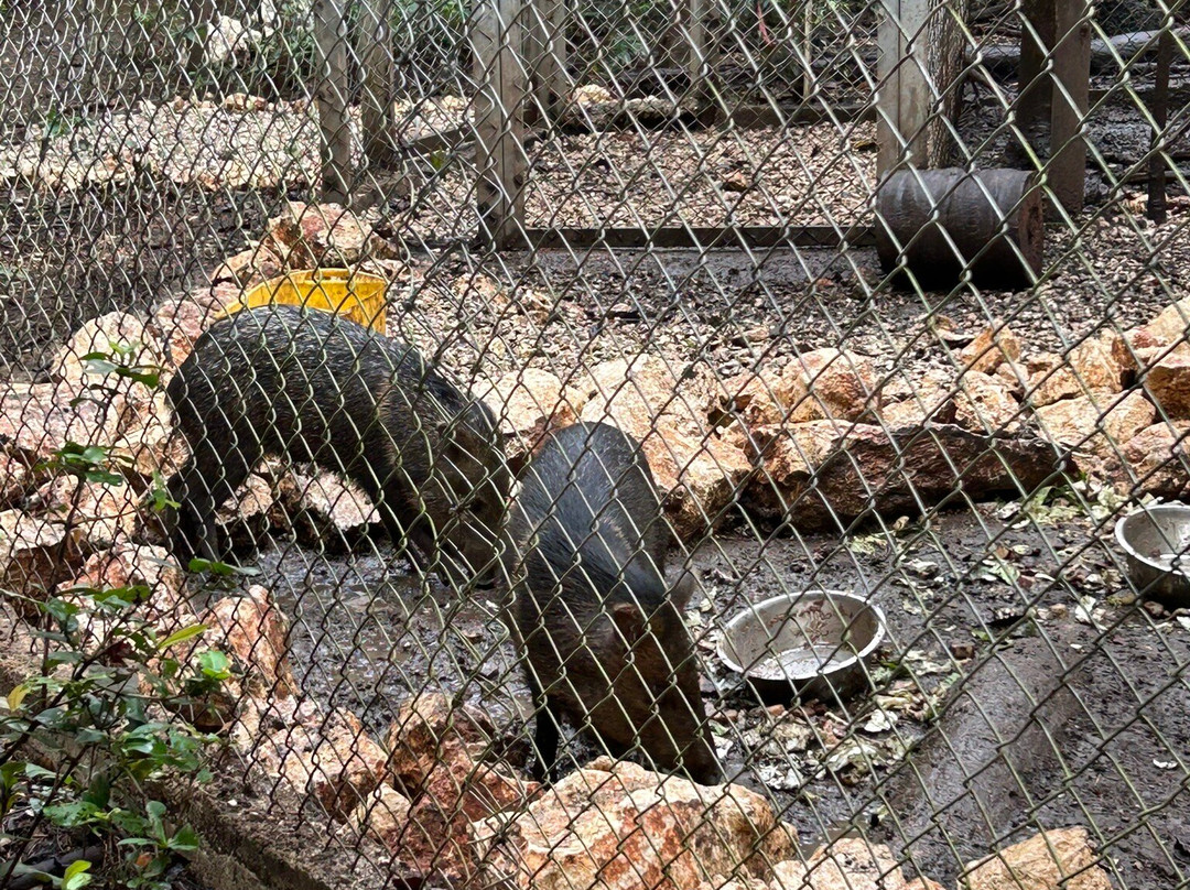 International Animal Rescue Costa Rica景点图片
