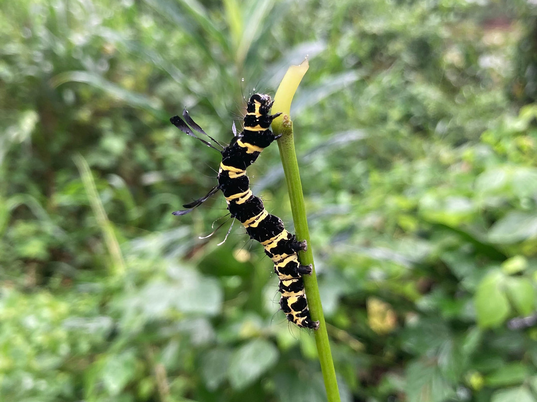 Dala's Tours-Deniyaya必去景点