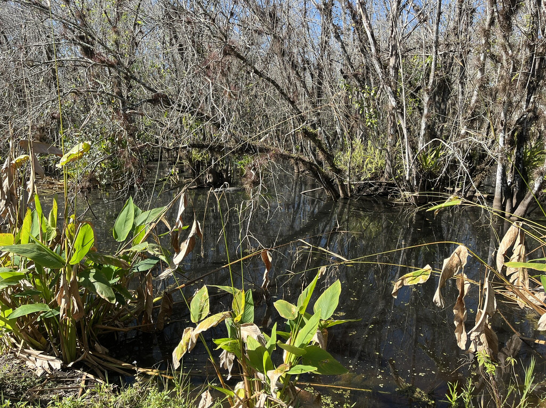 CREW - Bird Rookery Swamp Trails-那不勒斯必去景点