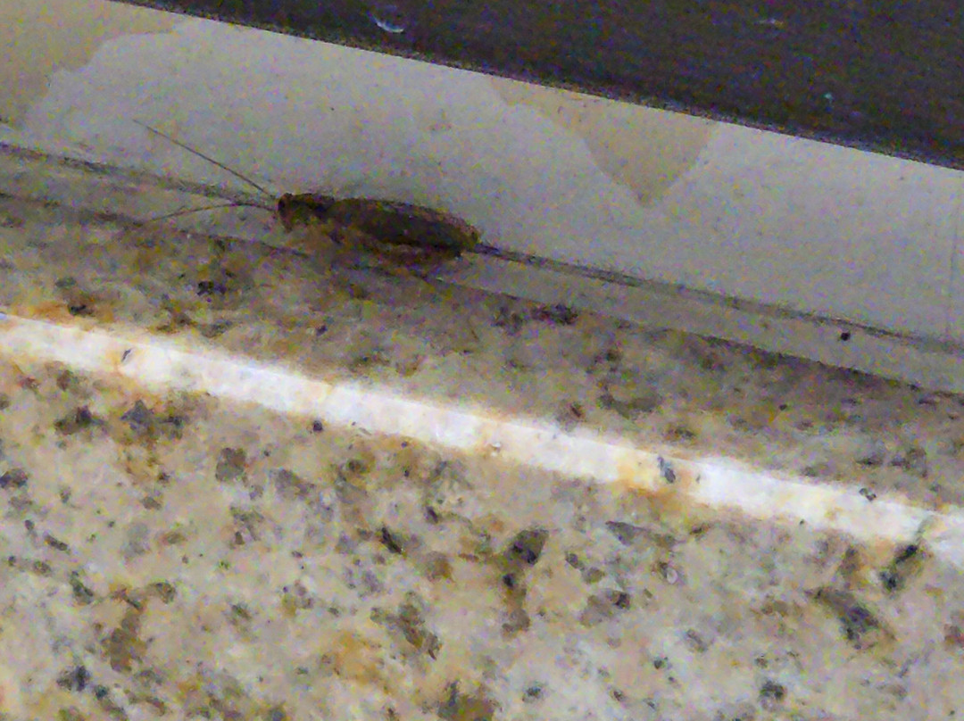 芝加哥麦特森别墅酒店主图