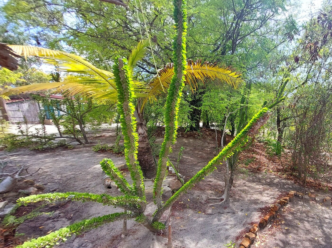 Arboretum of Ranopiso景点图片