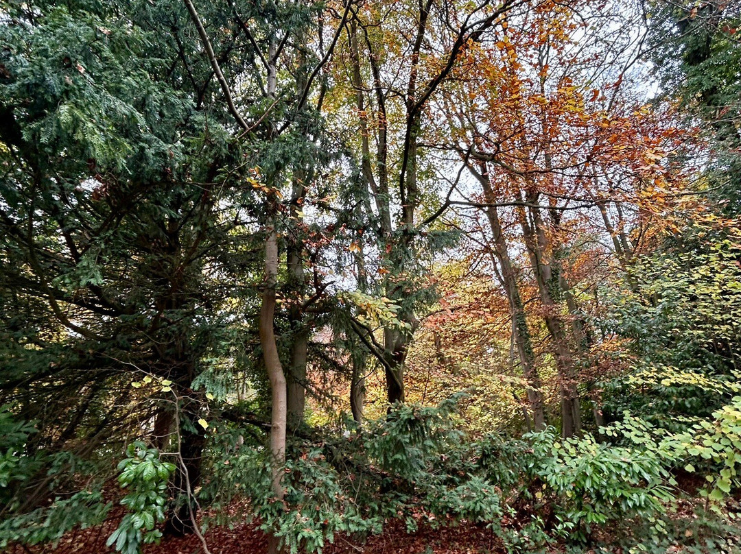 The Kinema in the Woods景点图片