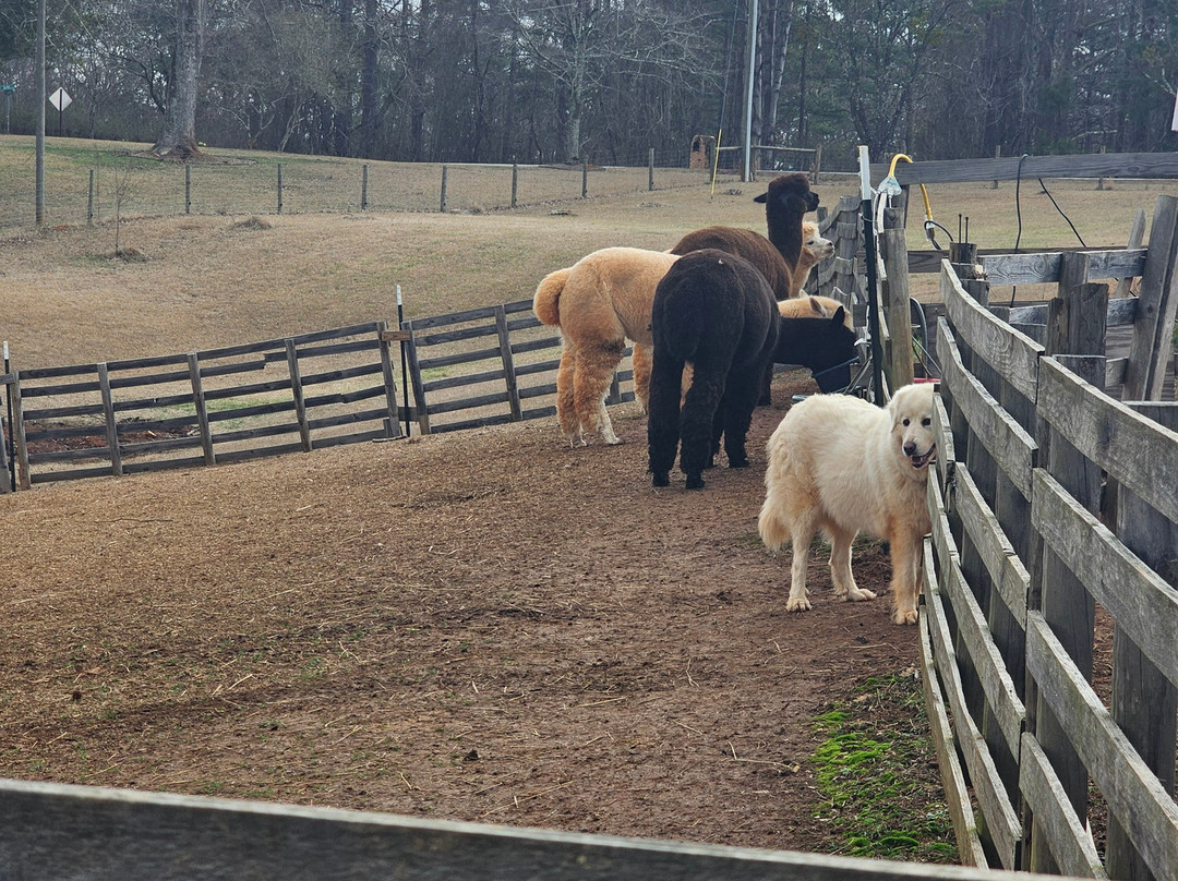 Buddy's Alpaca Farm-Douglasville必去景点
