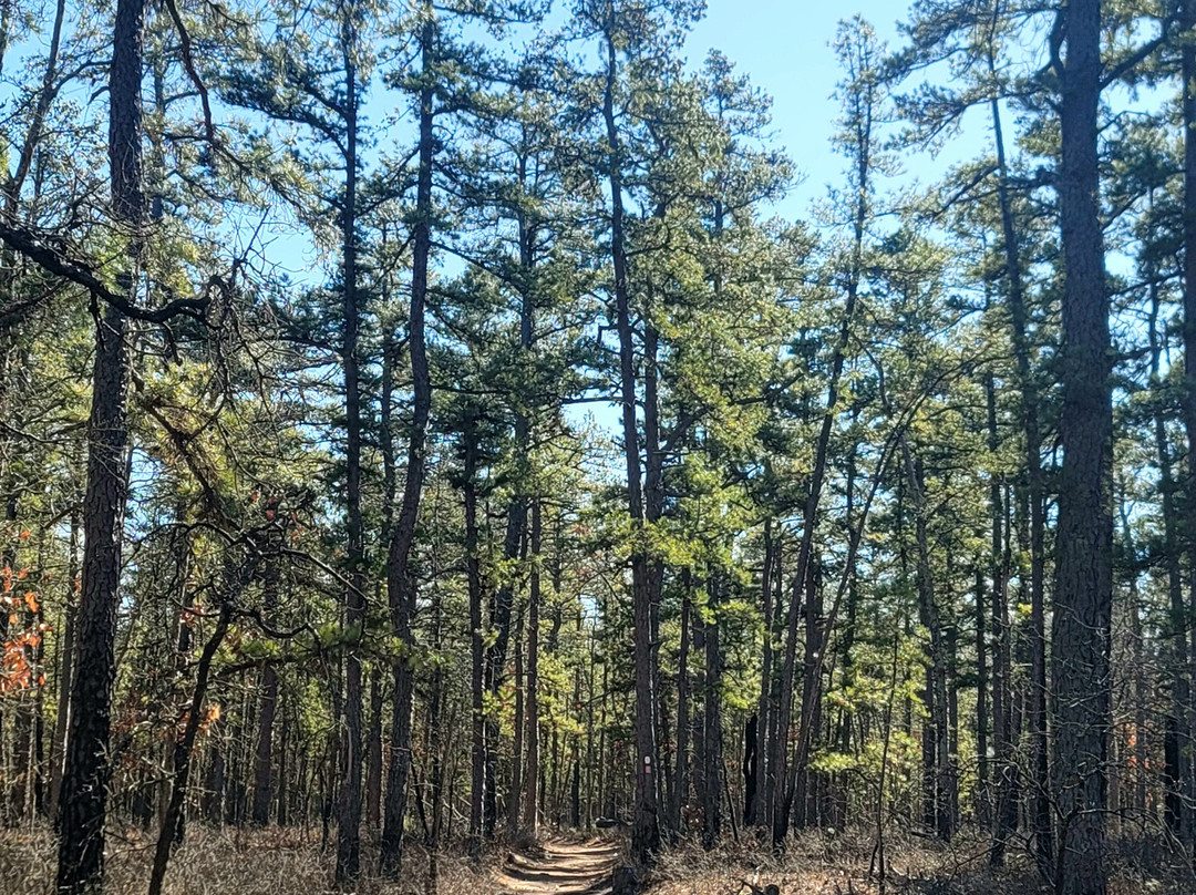 Wharton State Forest景点图片