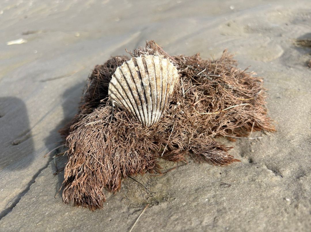 Nature Trails Kayaking-科珀斯克里斯蒂市必去景点