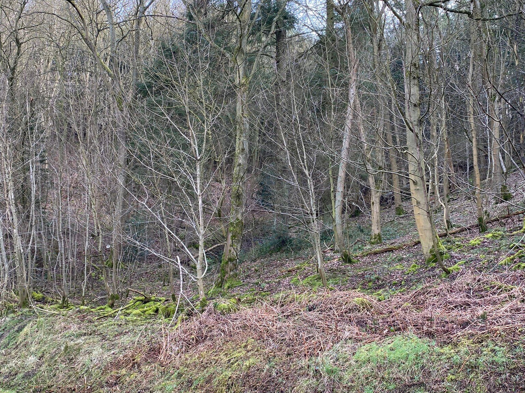 Guisborough Forest景点图片