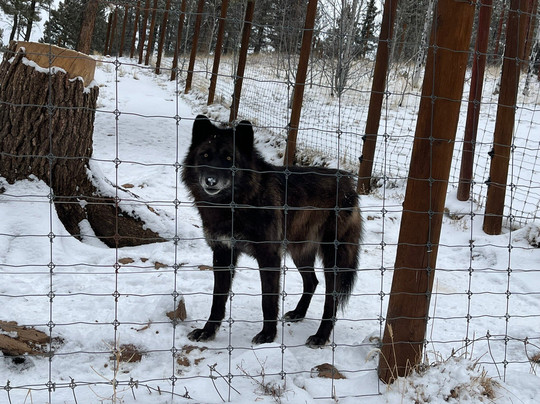 Colorado Wolf and Wildlife Center-Divide必去景点