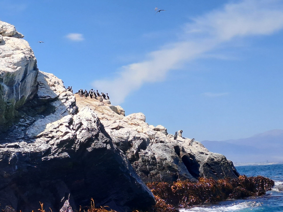 Punta Choros-拉塞雷纳必去景点