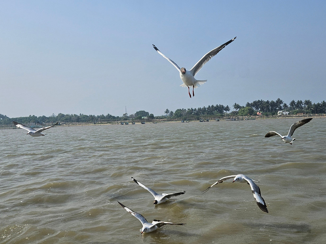 Chilika Lake-普里必去景点