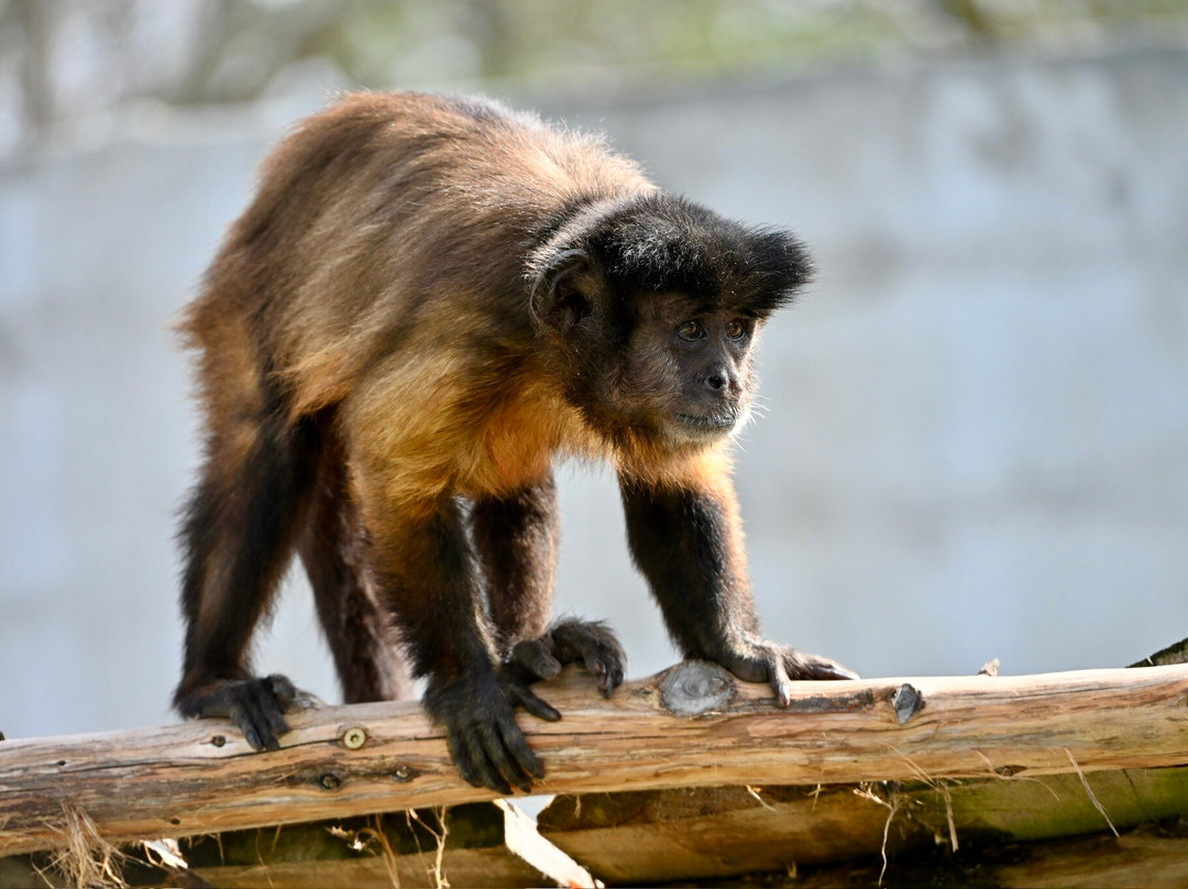 Beavers Bend Safari Park景点图片