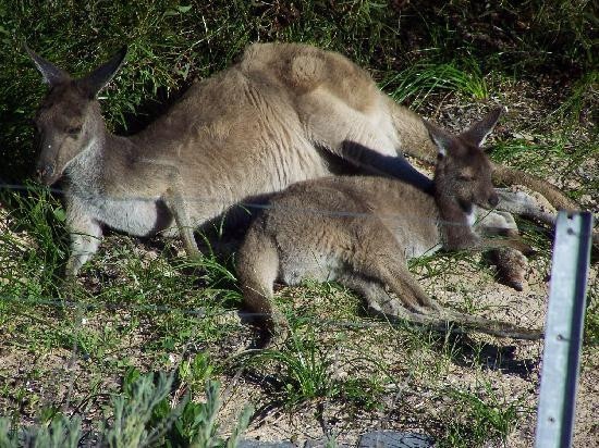 Tippytop Bed & Breakfast主图