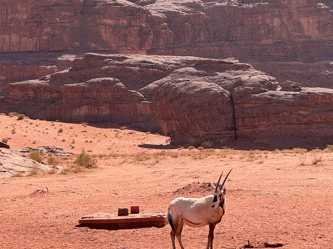 Wejhat Tours-Tabouk必去景点