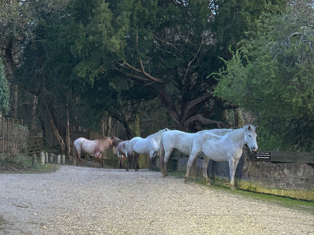 New Forest Cycling-Burley必去景点