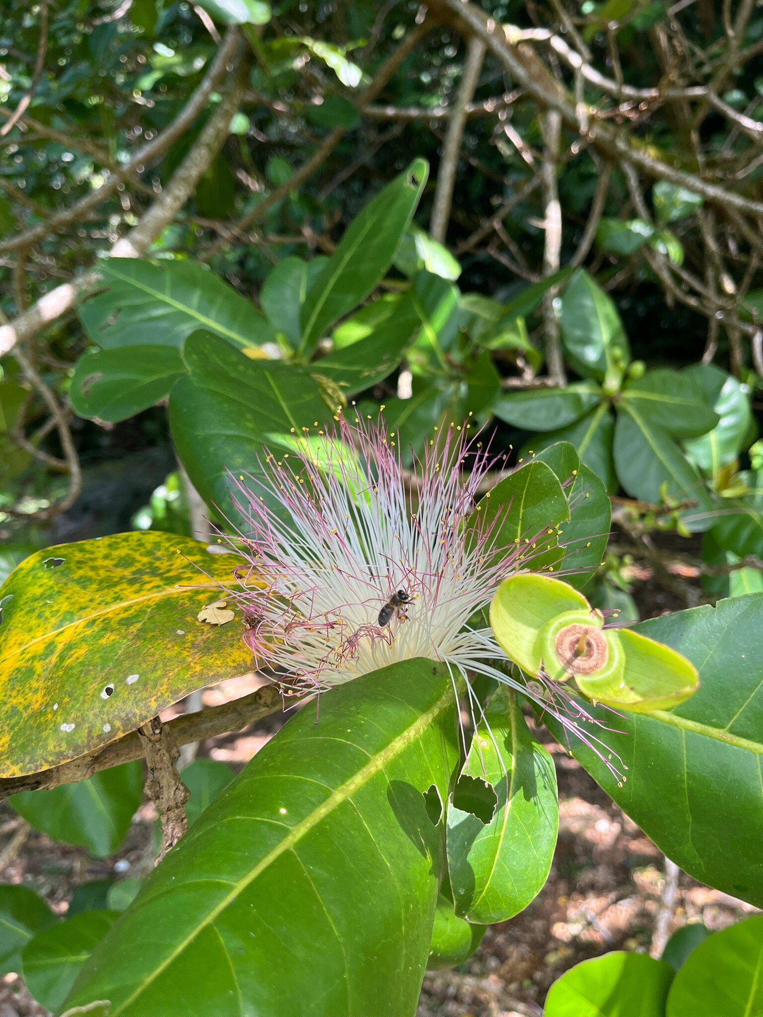 Kot Man-Ya Exotic Flower Garden用户实拍