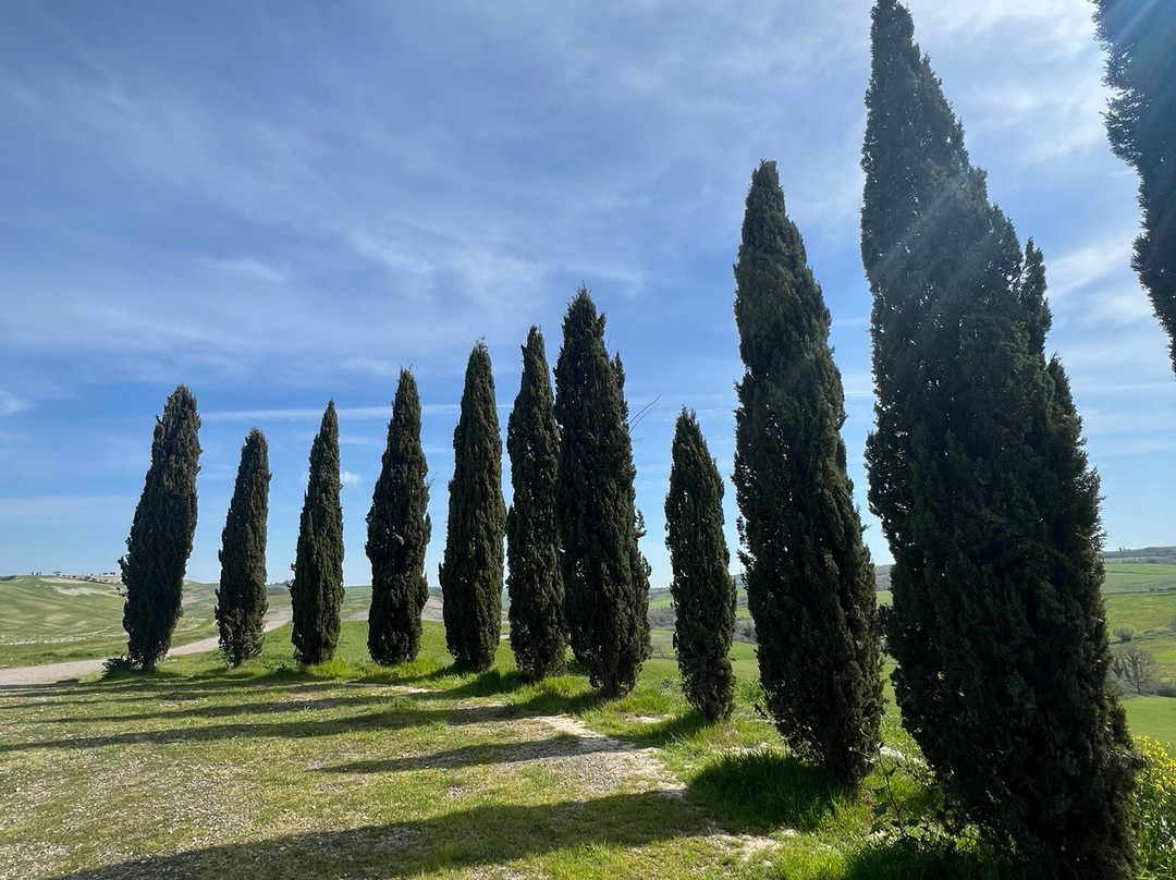 Cipressi di San Quirico d'Orcia景点图片